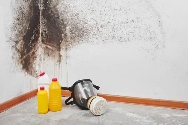 Best Professional Mold Removal  in Gilroy, CA