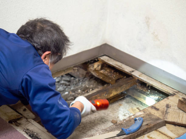Best Mold Remediation Experts  in Gilroy, CA