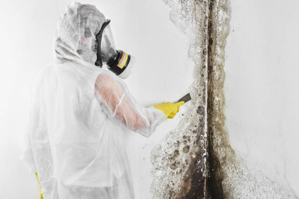 Best Commercial Mold Removal  in Gilroy, CA