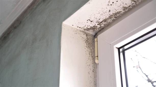 Best Same-Day Mold Removal  in Gilroy, CA
