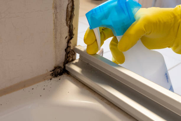 Best Attic Mold Removal  in Gilroy, CA