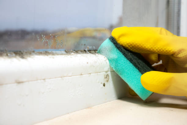 Best Home Mold Removal  in Gilroy, CA