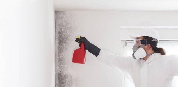 Professional Mold Removal in Gilroy, CA