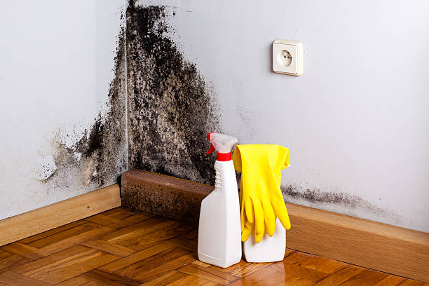 Mold Testing and Removal in Gilroy, CA