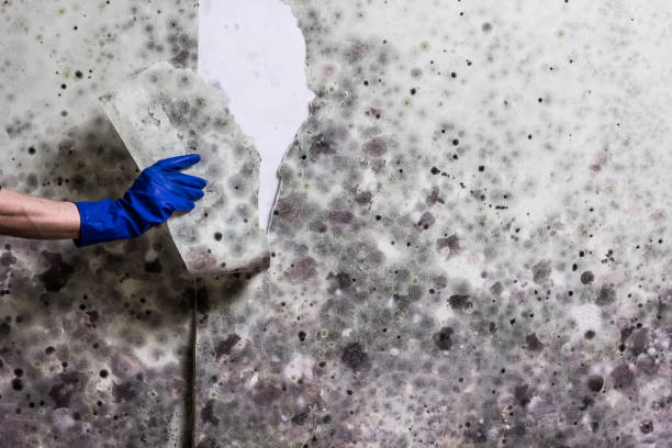 Best Mold Removal Company Near Me  in Gilroy, CA