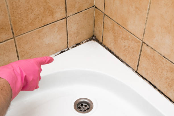 Best Same-Day Mold Removal  in Gilroy, CA